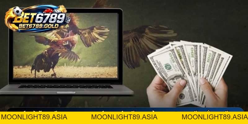 Đá gà ăn tiền BET6789 và bí quyết tham gia đấu trường hiệu quả