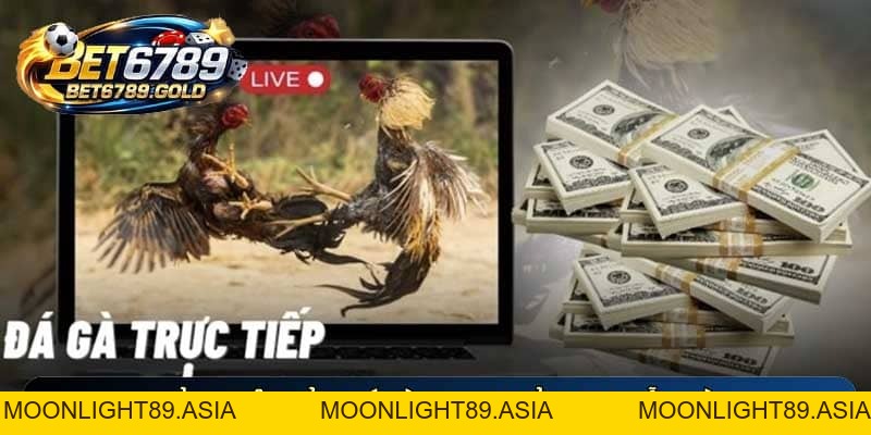 Đá gà BET6789 – Sảnh cược chiến kê đỉnh cao nhất 2026