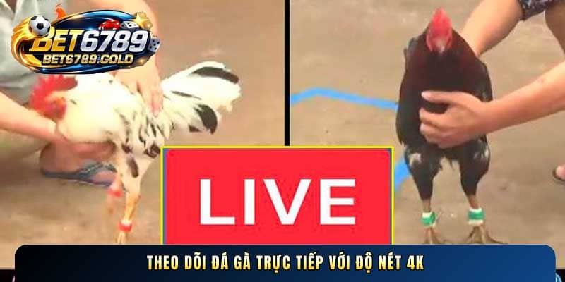 Đá gà BET6789 – Sảnh cược chiến kê đỉnh cao nhất 2026