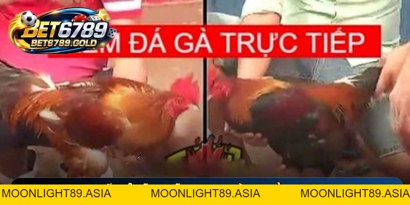 Đá gà BET6789 – Sảnh cược chiến kê đỉnh cao nhất 2026