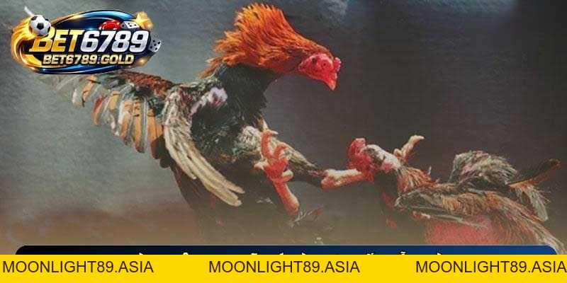 Đá gà C1 BET6789 – Sảnh cược chiến kê chuyên nghiệp top đầu