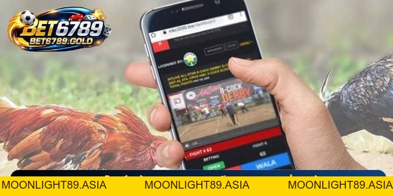 Đá gà Thomo trực tiếp BET6789 và kinh nghiệm đặt cược chuẩn