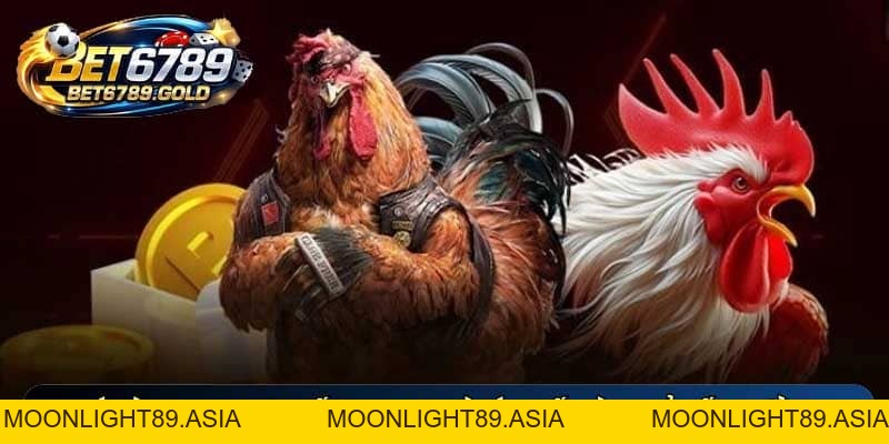 Đá gà Thomo trực tiếp BET6789 và kinh nghiệm đặt cược chuẩn
