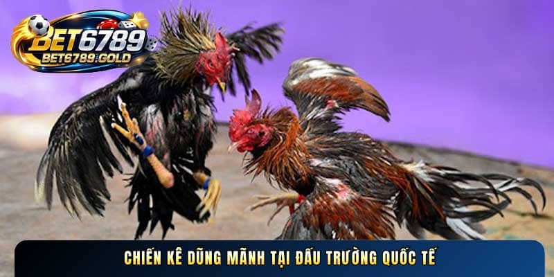 Trận đá gà 24 tỷ và những kinh nghiệm đặt cược thắng lớn hay