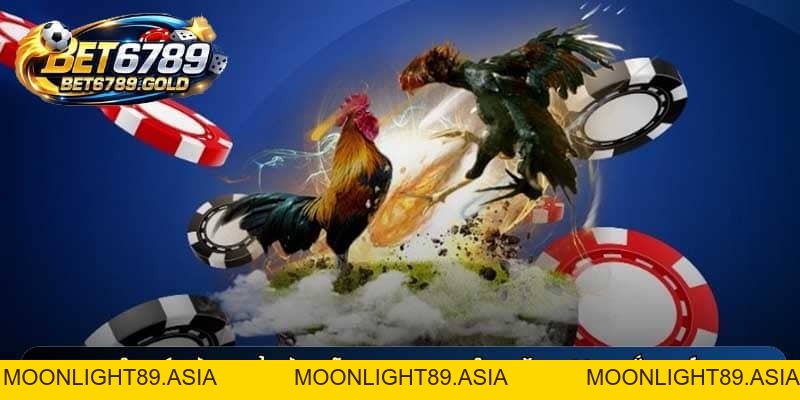 Trận đá gà 24 tỷ và những kinh nghiệm đặt cược thắng lớn hay